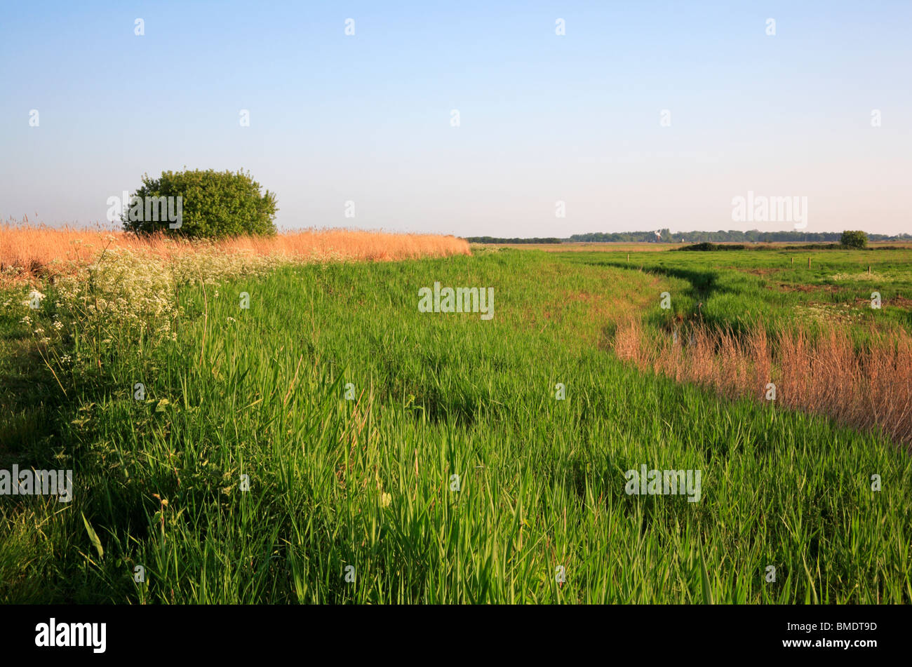 Norfolk broads reed bed hi-res stock photography and images - Alamy