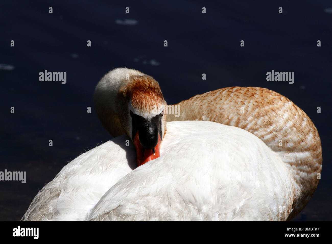 Mute Swan, Cygnus olor, tucking its bill behind wing. Nature