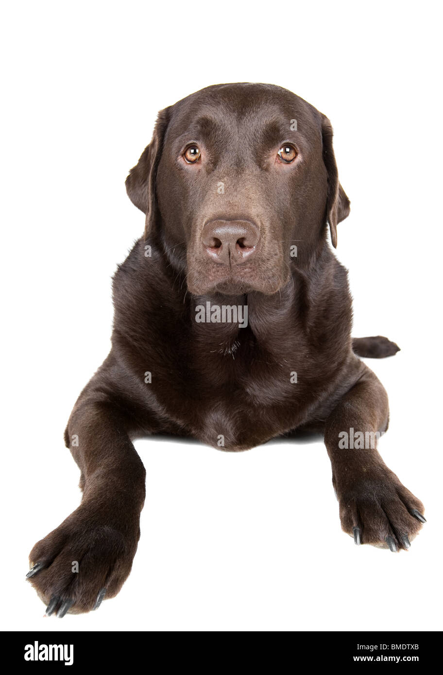 Beautiful Studio Shot of a Chocolate Labrador against White Background Stock Photo