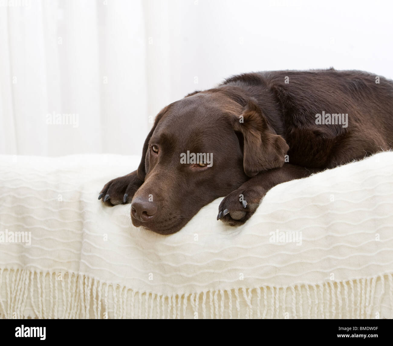 Shot of a Handsome Chocolate Labrador Laying Down on the Bed Stock Photo