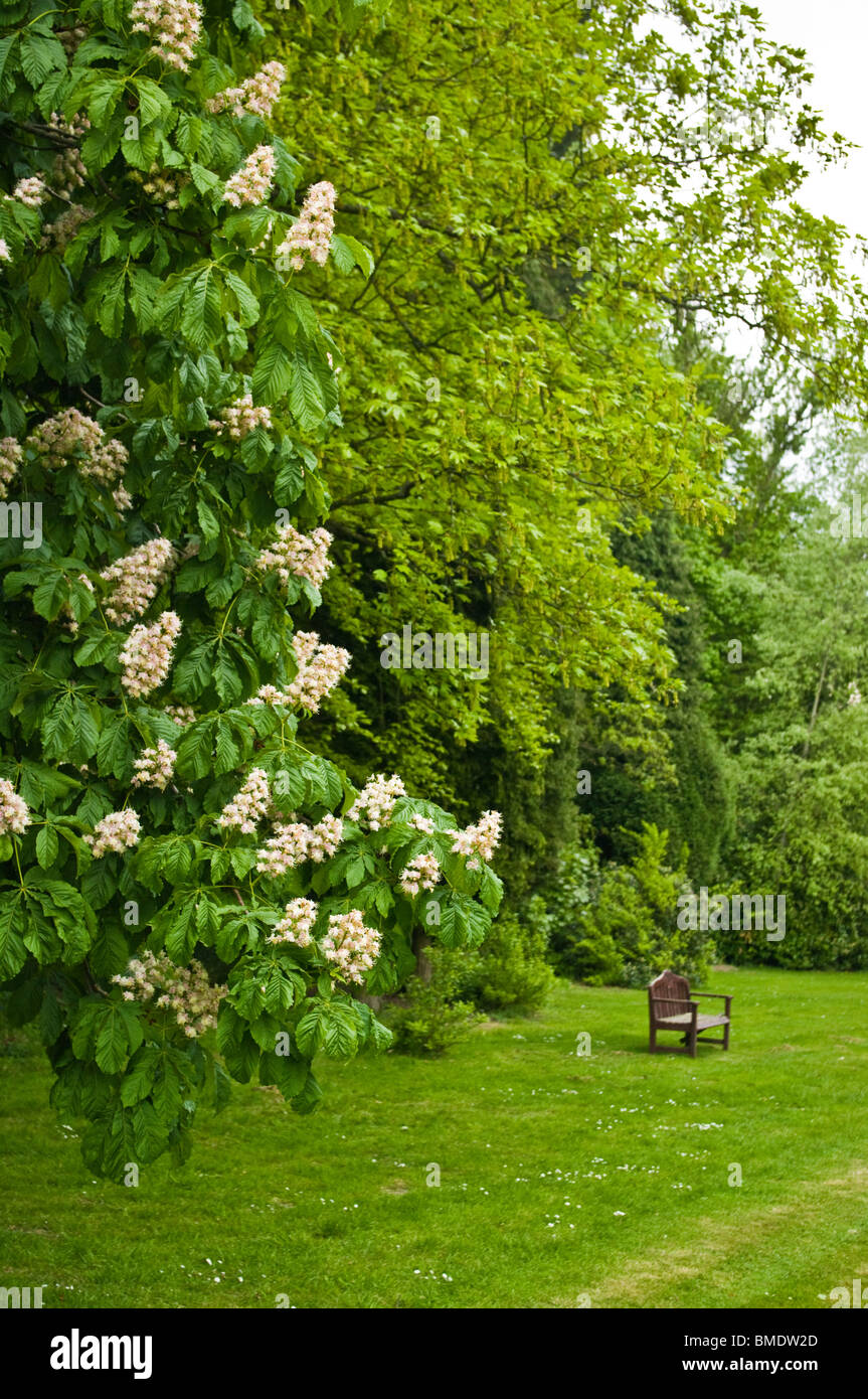 Under the Spreading Chestnut Tree Stock Photo Alamy