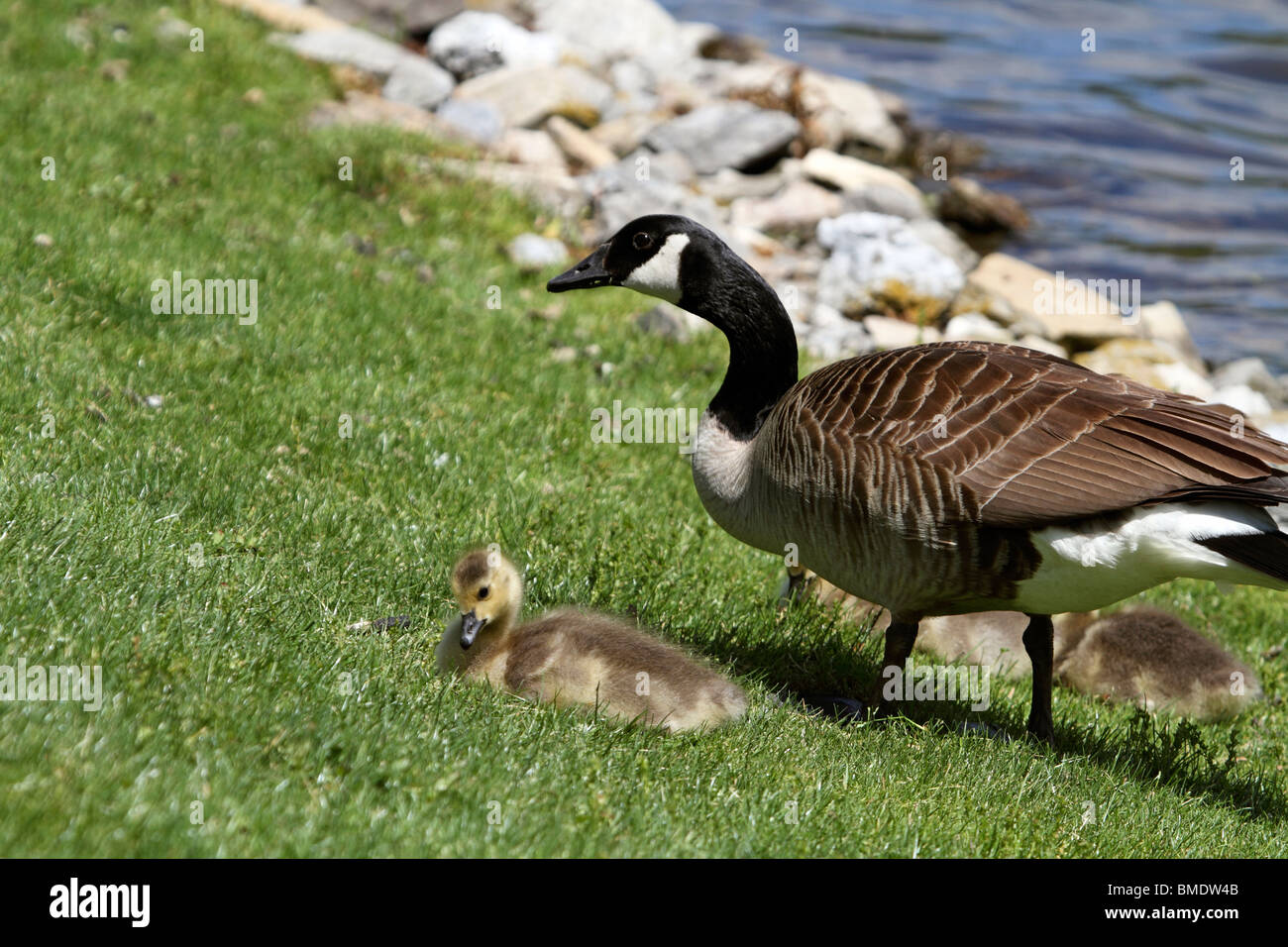 Canada Goose and Gosling, Branta canadensis, near side of pond. Montvale, New Jersey, USA Stock Photo