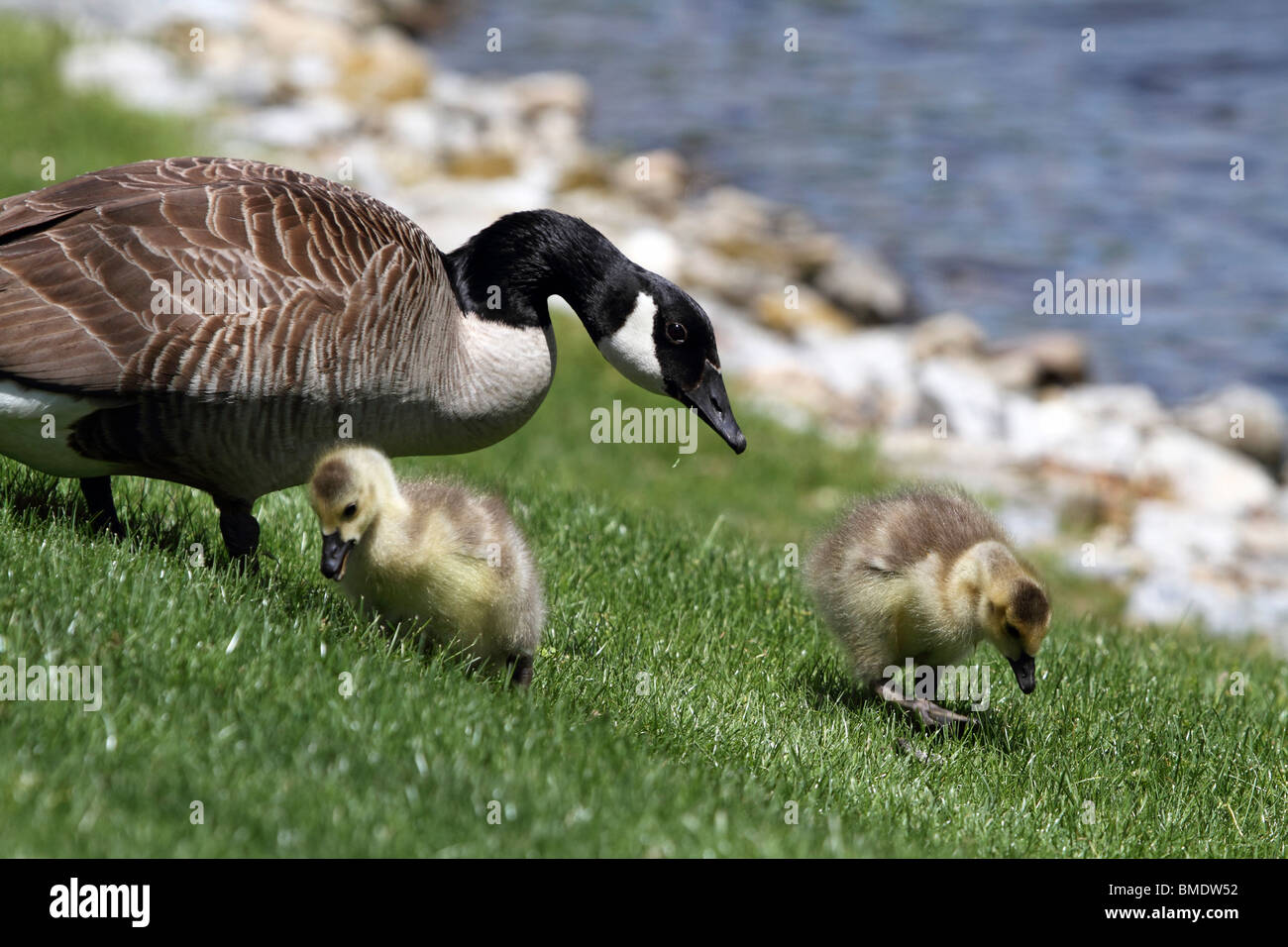 Canada Goose and Goslings, Branta canadensis, feeding. Montvale, New Jersey, USA Stock Photo