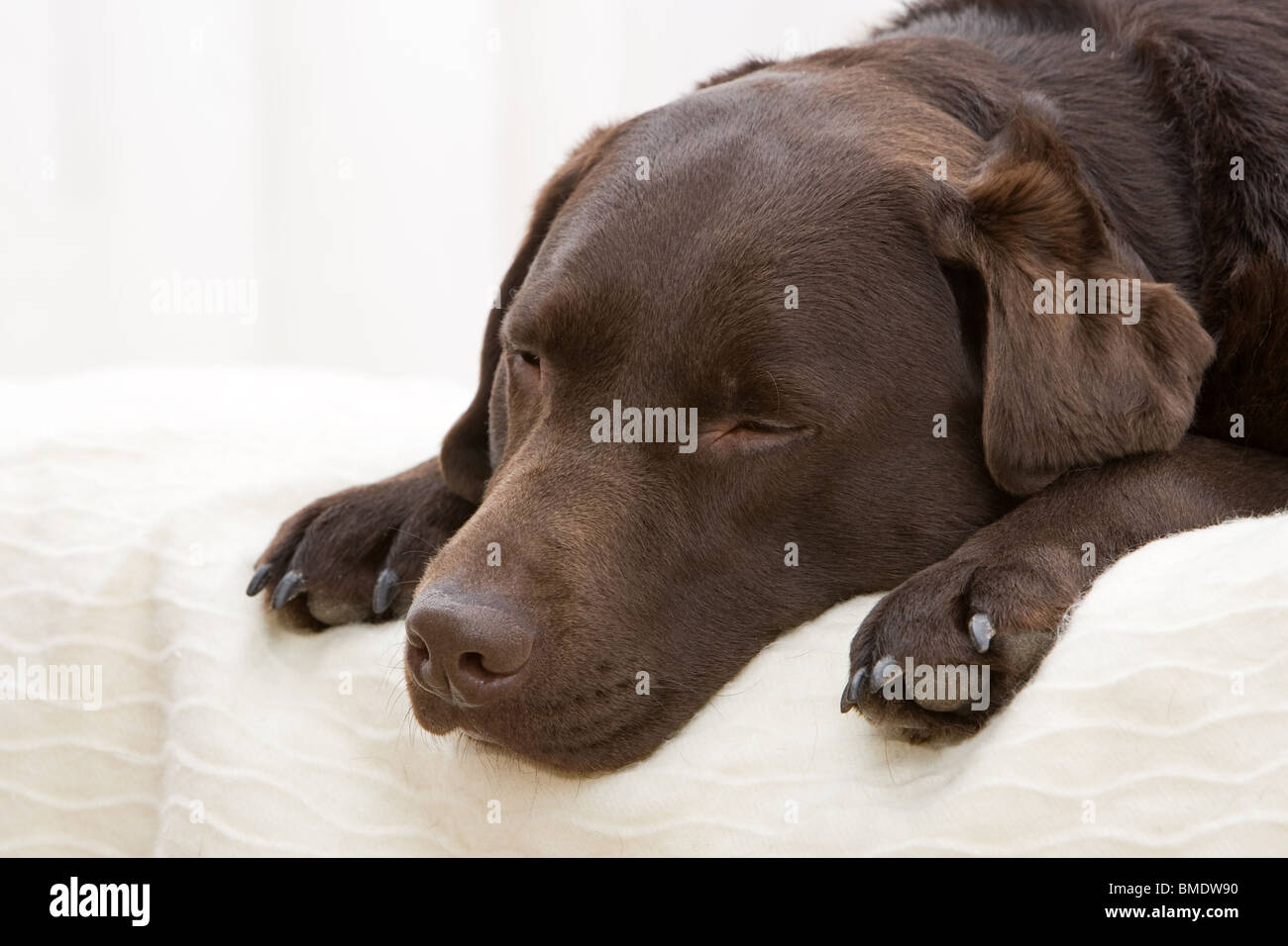 Shot of a Handsome Chocolate Labrador Laying Down on the Bed Stock Photo