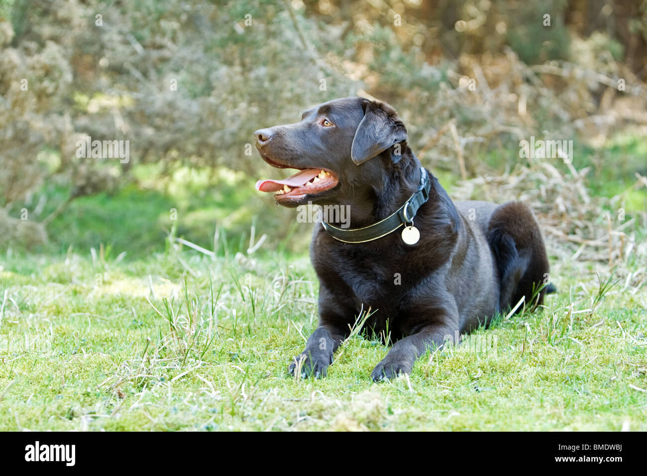 Shot of a Happy Chocolate Labrador Laying Down in the Countryside Stock Photo