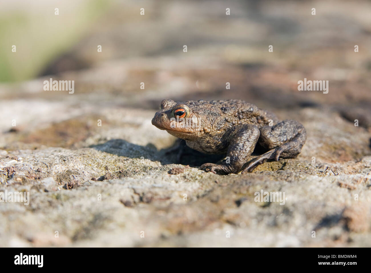 A common toad (bufo bufo) sitting on a rock in the English countryside Stock Photo