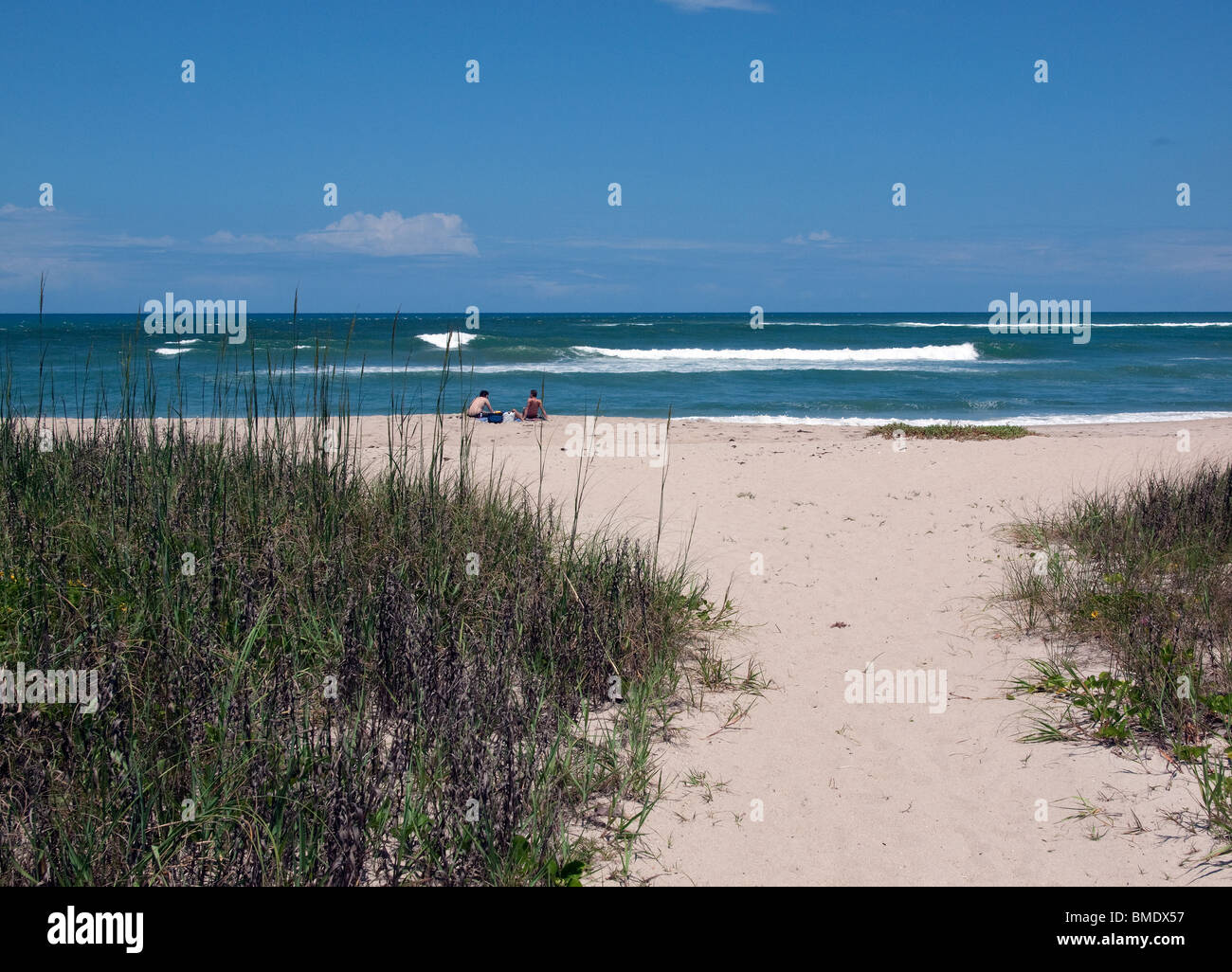 Are Dogs Allowed On Any Beaches Near Sebastian Fl