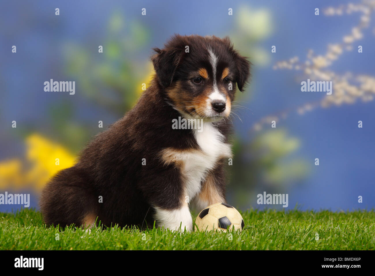 Australian Shepherd, puppy, 7 weeks, black-tri / toy, ball Stock Photo -  Alamy