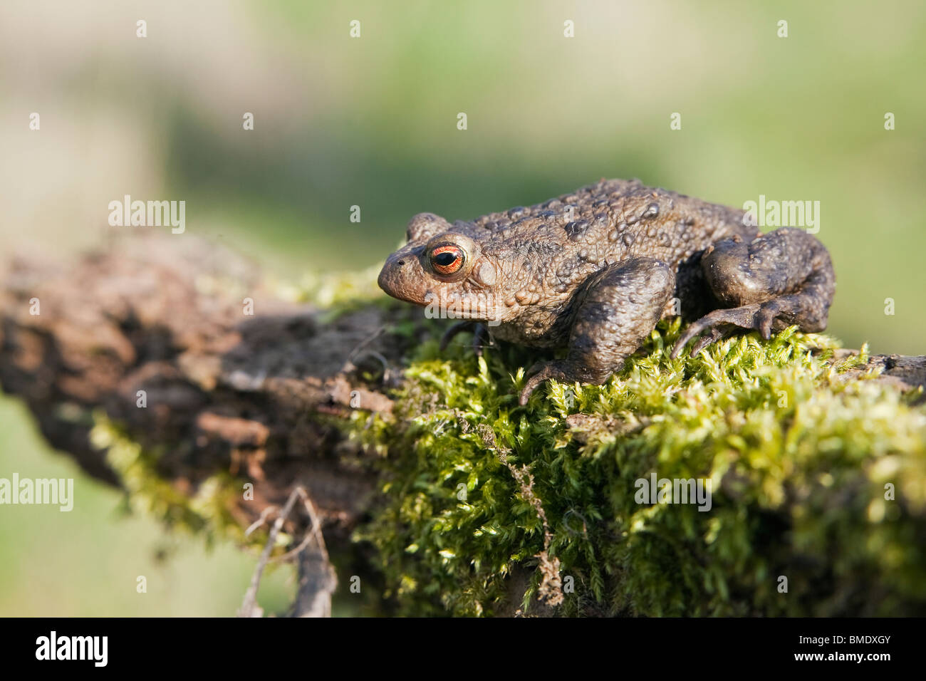 A common toad (bufo bufo) sitting on a mossy branch in the English countryside Stock Photo