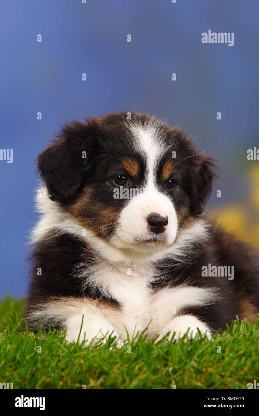 Australian Shepherd, puppy, 7 weeks, black-tri Stock Photo - Alamy