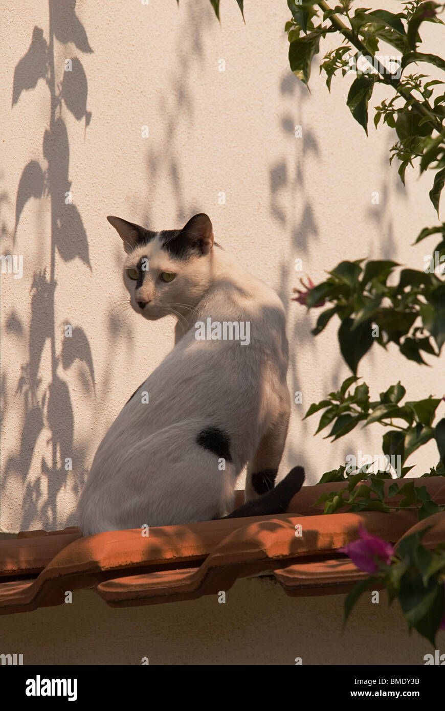 A Feral cat seeking shade from the midday heat on the Hanioti resort of Halkidiki Greece Stock Photo