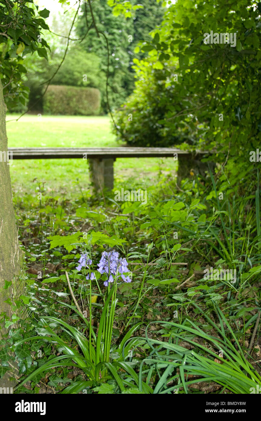 Bluebell growing on forest floor near bench in forest glade Stock Photo