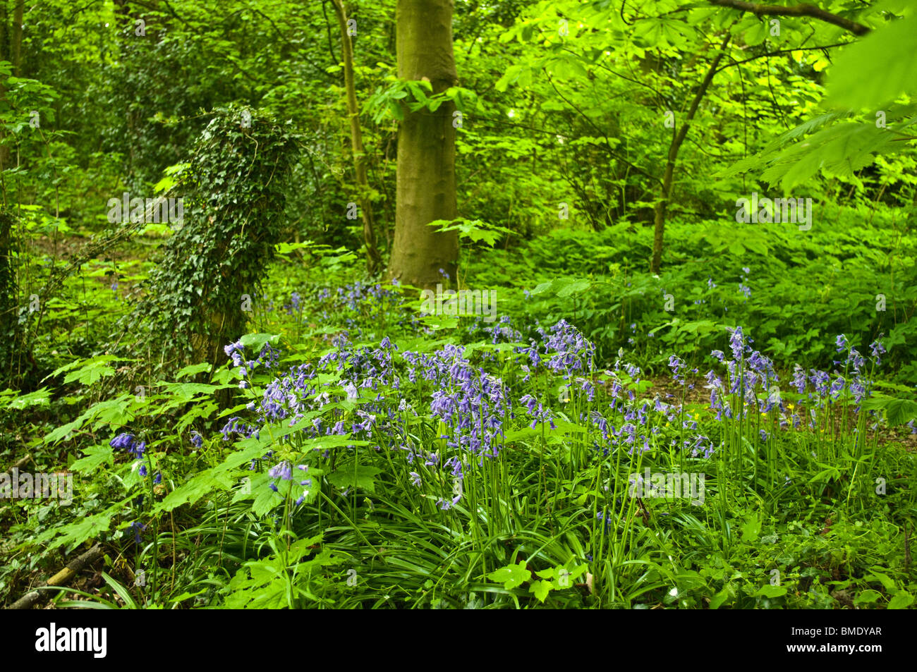 Bluebell wood Stock Photo
