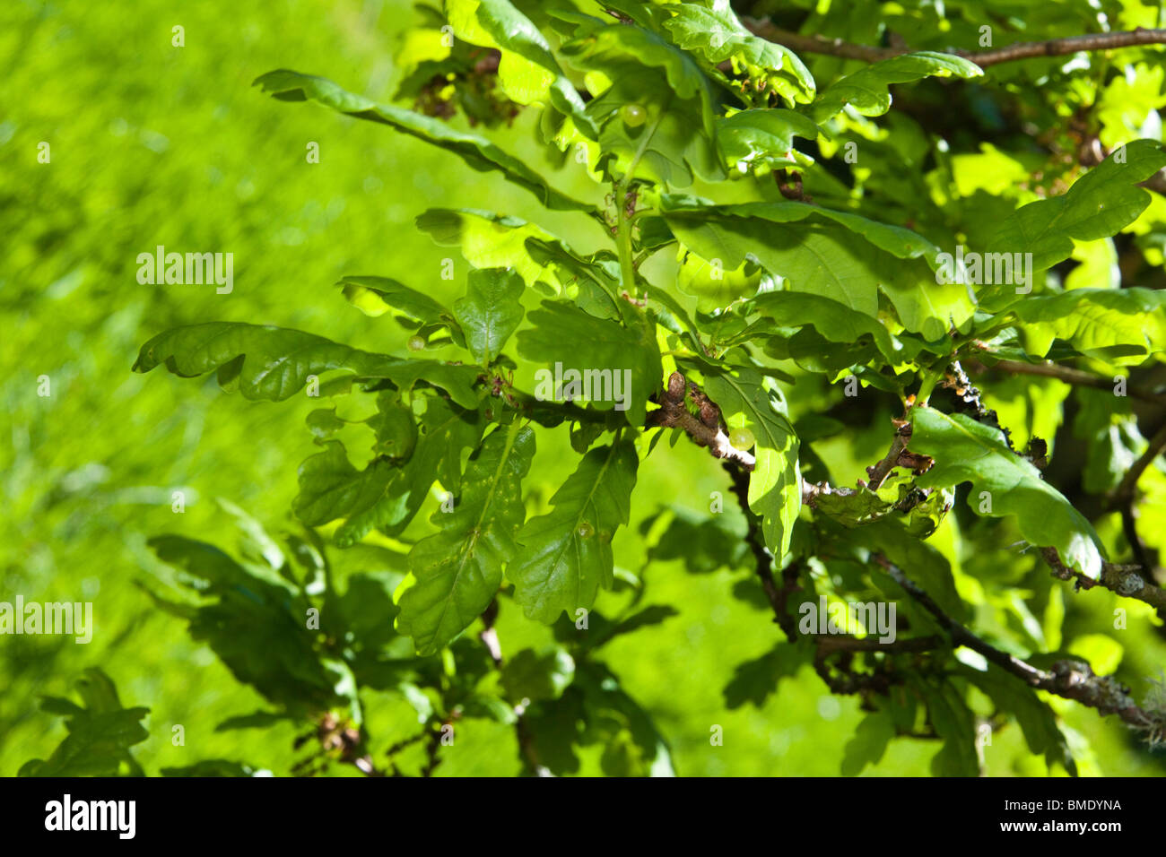 Green Oak tree leaves. Quercus Horizontal 107086 Oak Leaves Stock Photo