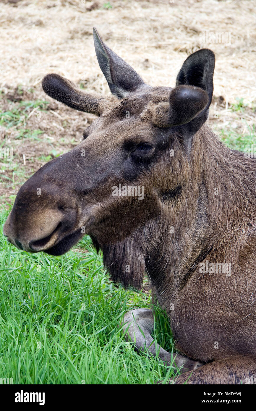 Closeup of a moose head Stock Photo