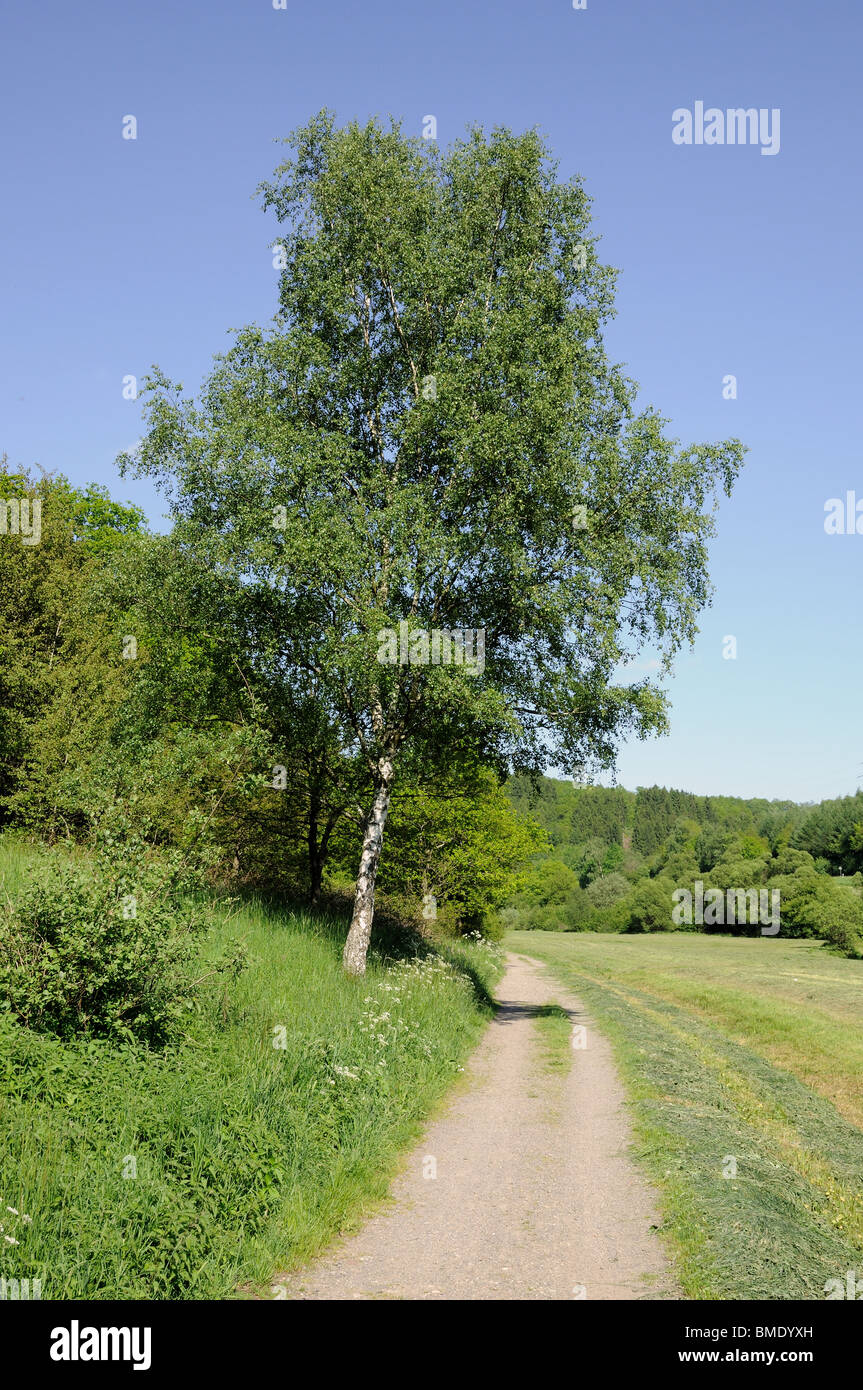 Landscape with a country road and a tree Stock Photo