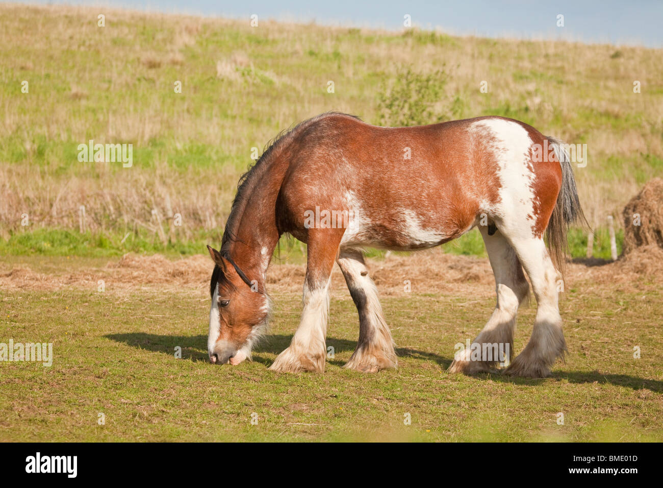 Clydesdale horse hires stock photography and images Alamy