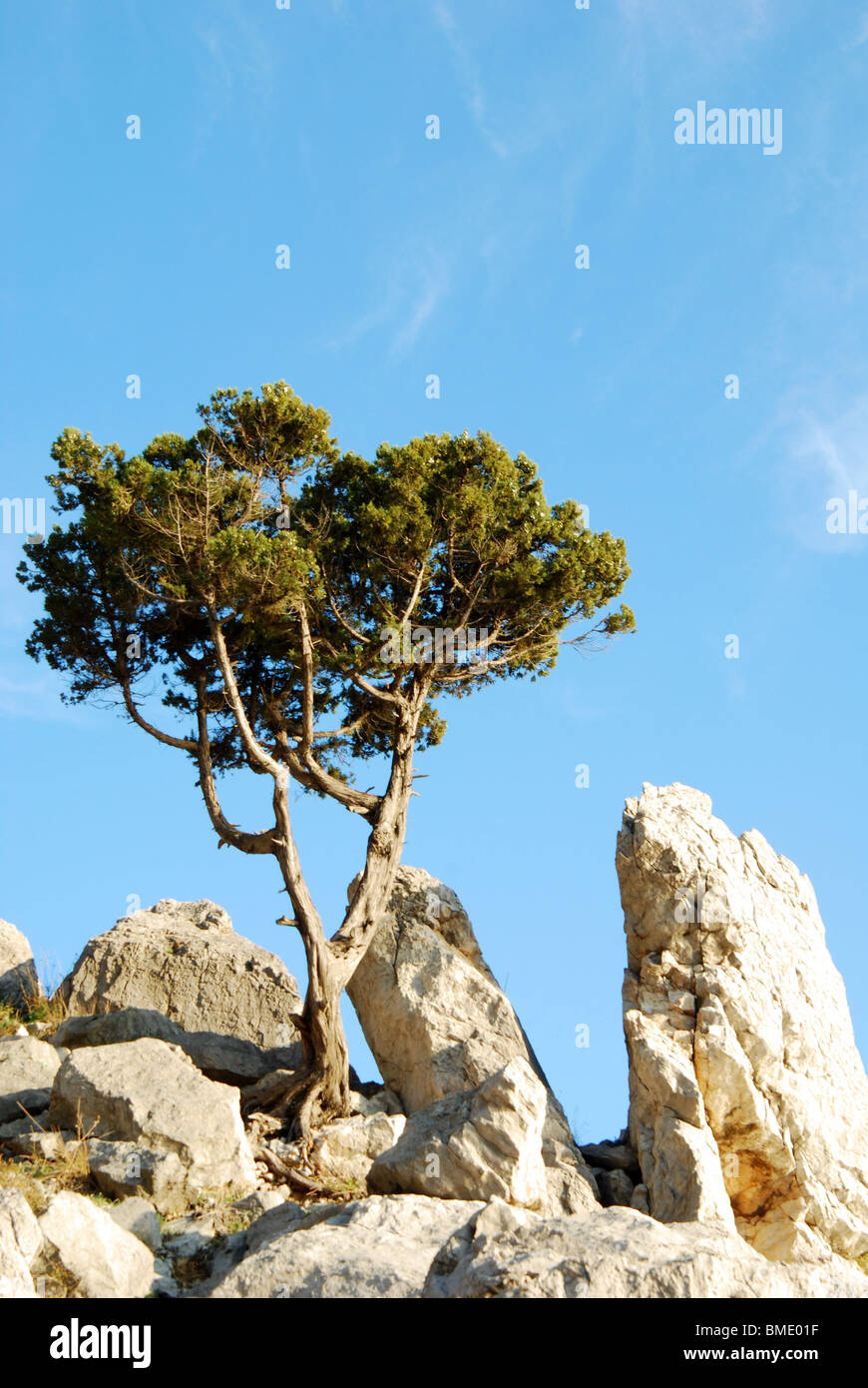 lonely tree growing in mountain rocks Stock Photo Alamy