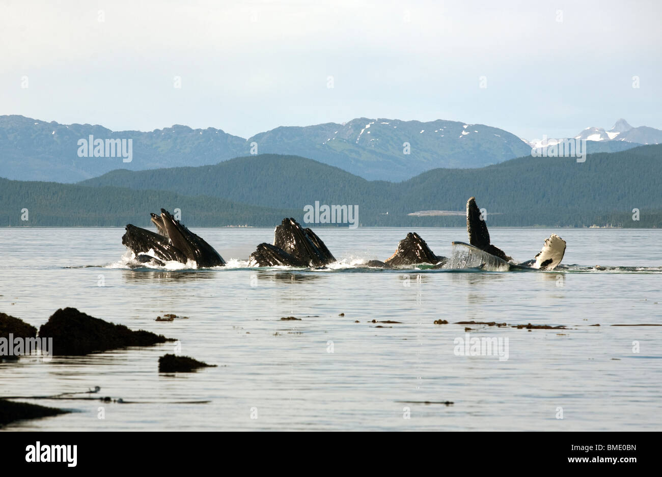 A pod of humpback whales bubble netting herring off the coast of Admiralty Island, Alaska Stock Photo