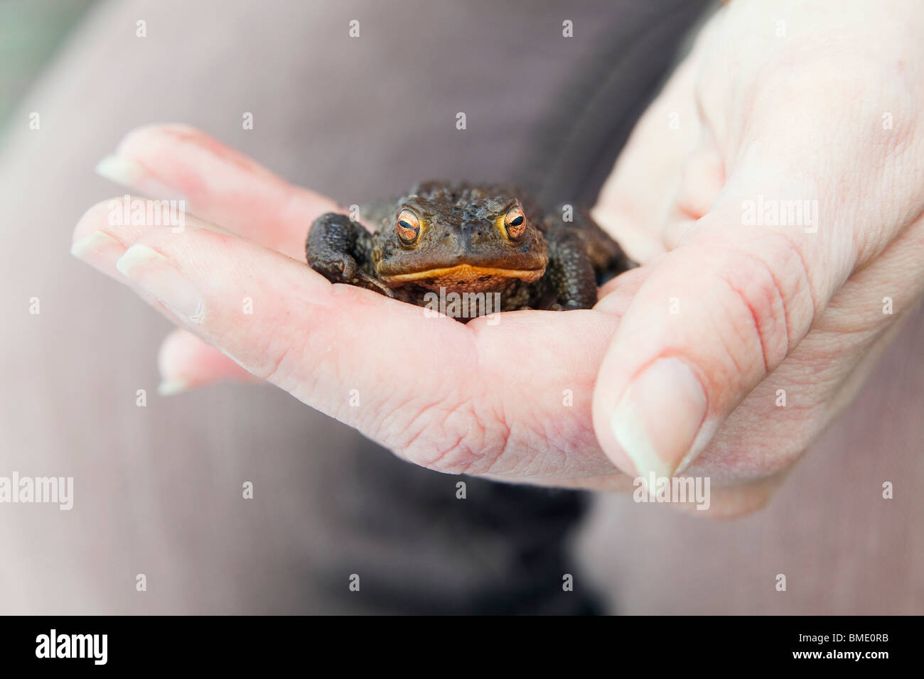 A common toad (bufo bufo) being held in a persons hand Stock Photo