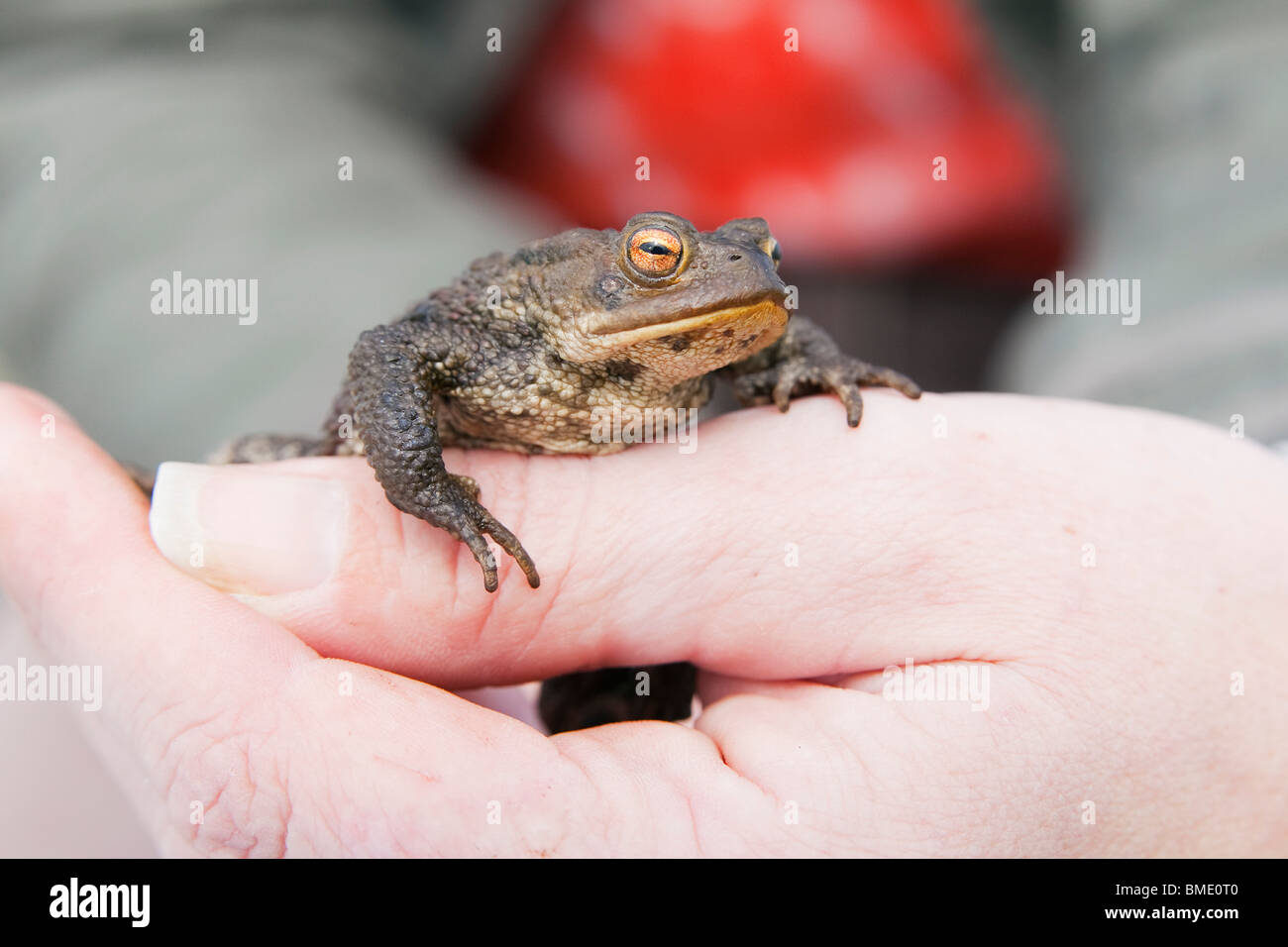 A common toad (bufo bufo) being held in a persons hand Stock Photo