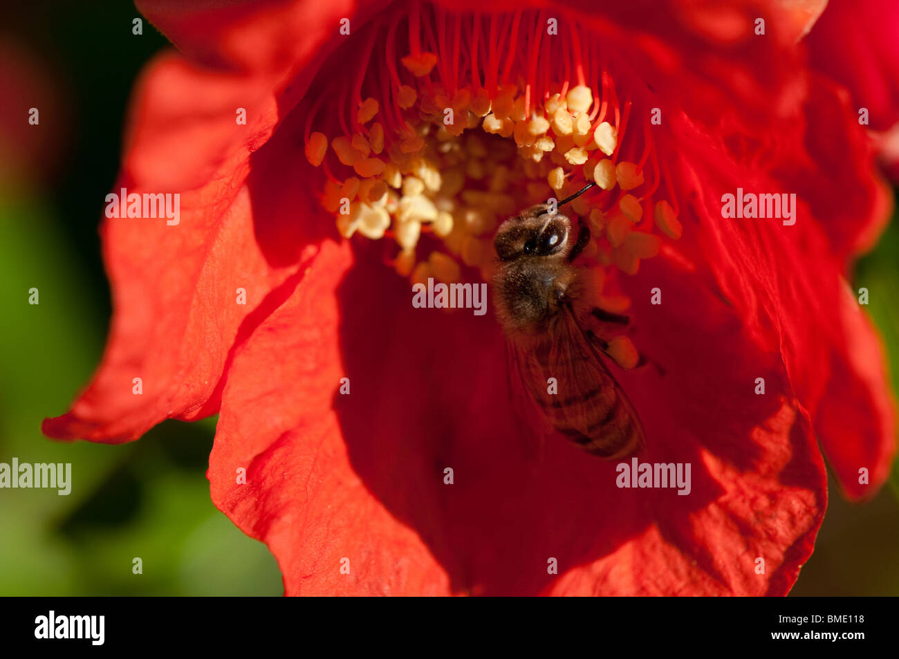 Honey bee in pomegranate flower Stock Photo Alamy
