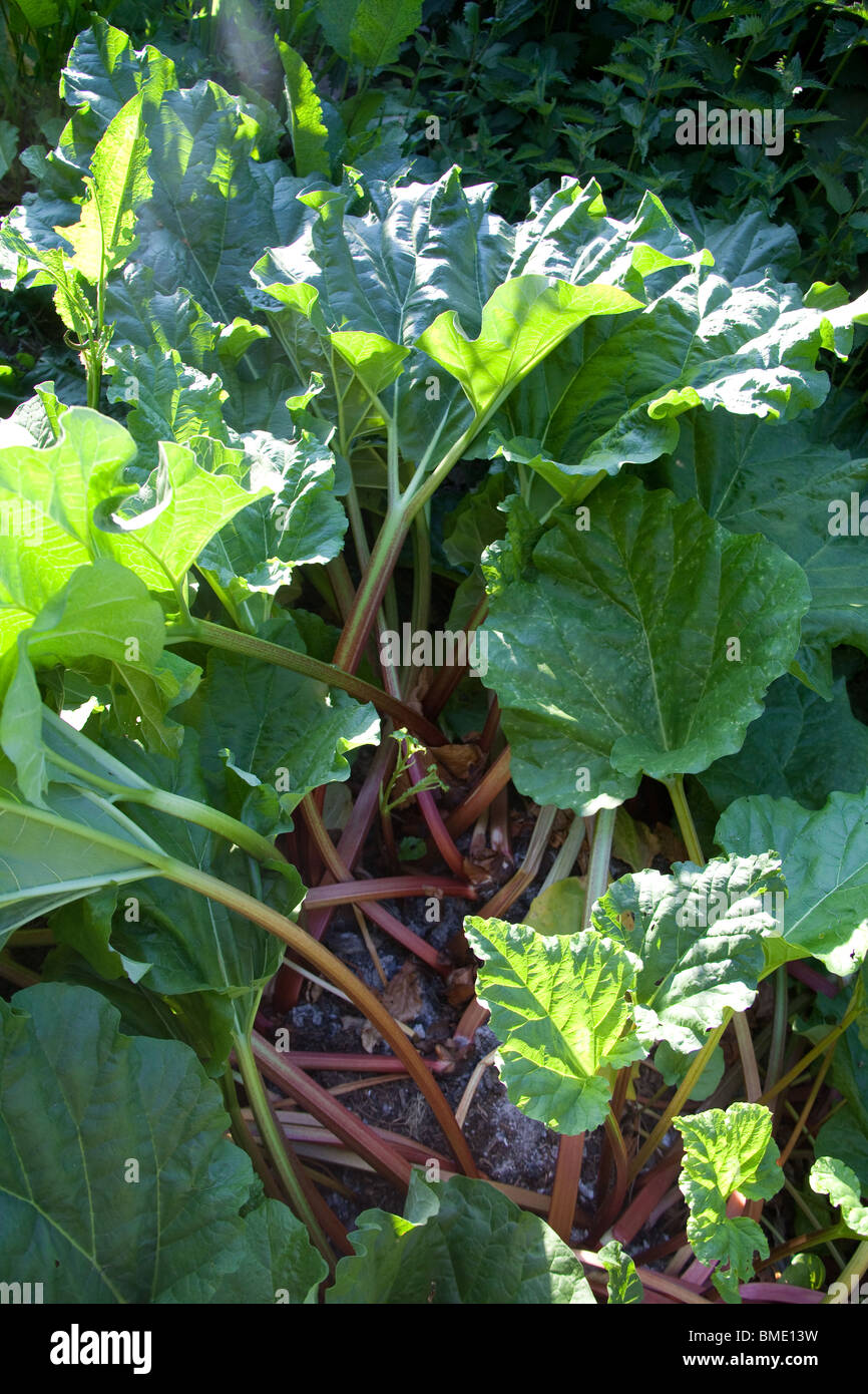 Rhubarb plant hires stock photography and images Alamy