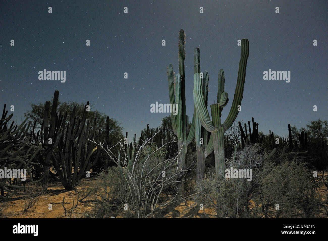 Cardon Cactus, Saguaro, Ventana Bay, El Sargento, Golf of California, Sea of Cortez, Baja California Sur, Mexico Stock Photo