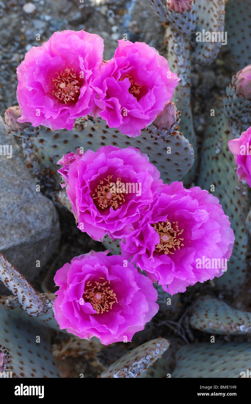 Mojave desert flowers hires stock photography and images Alamy