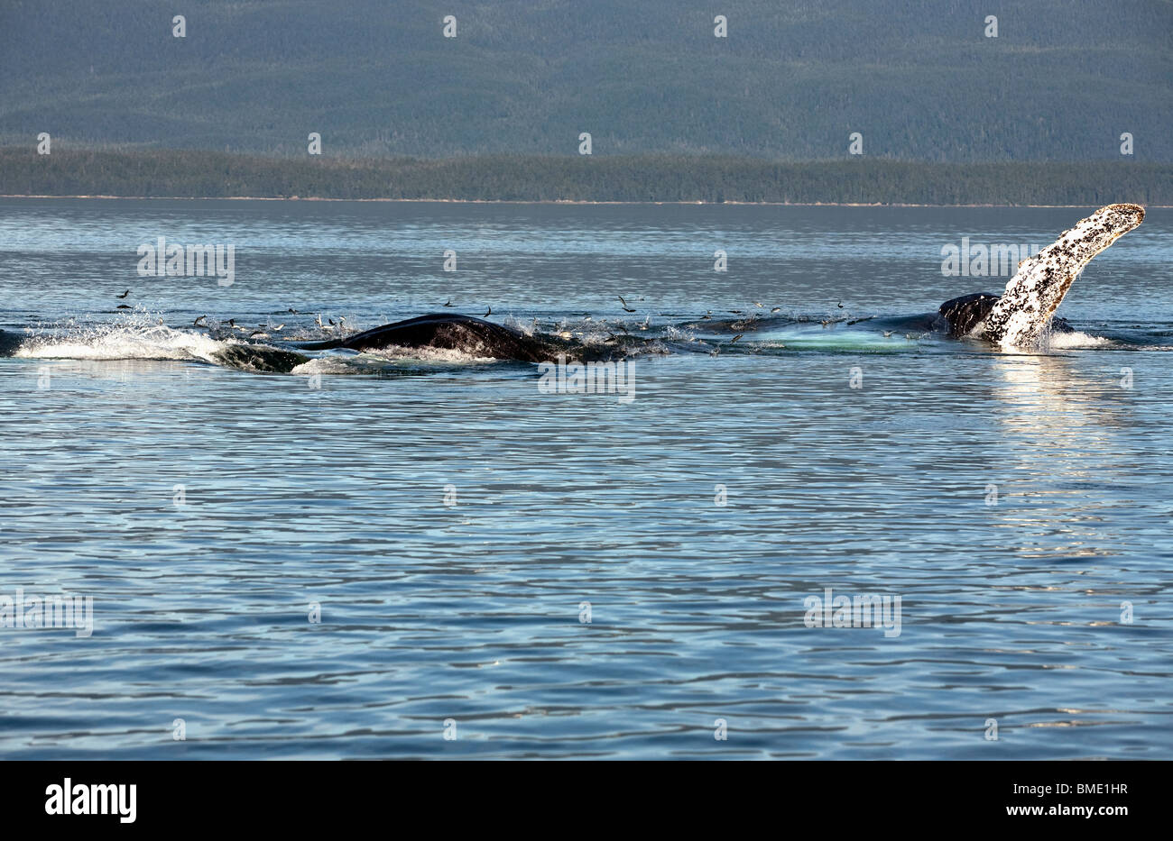 Herring leaping out of the water to avoid a pod of bubble netting humpback whales in Alaska Stock Photo