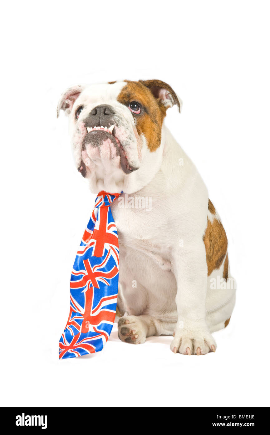 A 6 month old British Bulldog wearing a Union Jack tie against a pure white (255rgb) background. Stock Photo