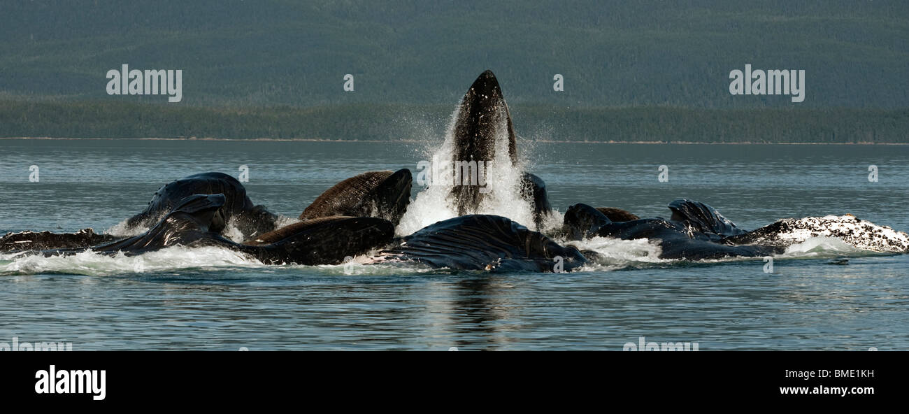 A pod of humpback whales bubble netting herring off the coast of Admiralty Island, Alaska Stock Photo