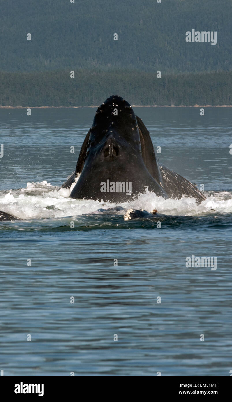 Humpback whale descending after a successful bubble net with a maw full of herring Stock Photo