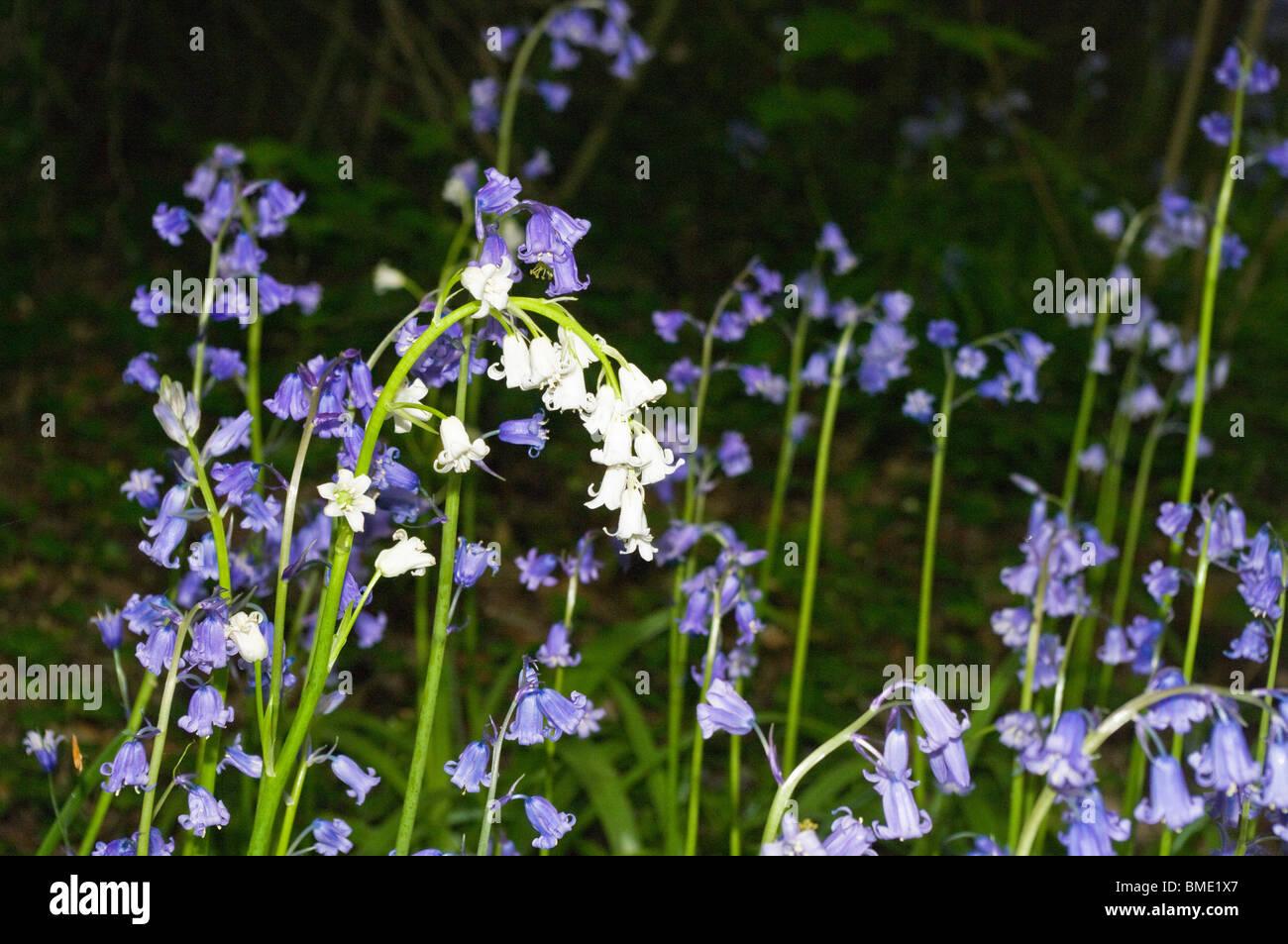 White bluebell among traditional blue flowers. Stock Photo