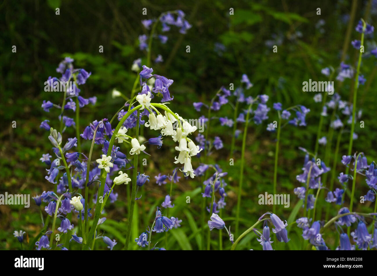 White bluebell among traditional blue flowers. Stock Photo
