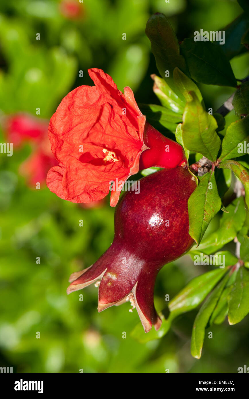 Pomegranate flower and fruit Stock Photo Alamy