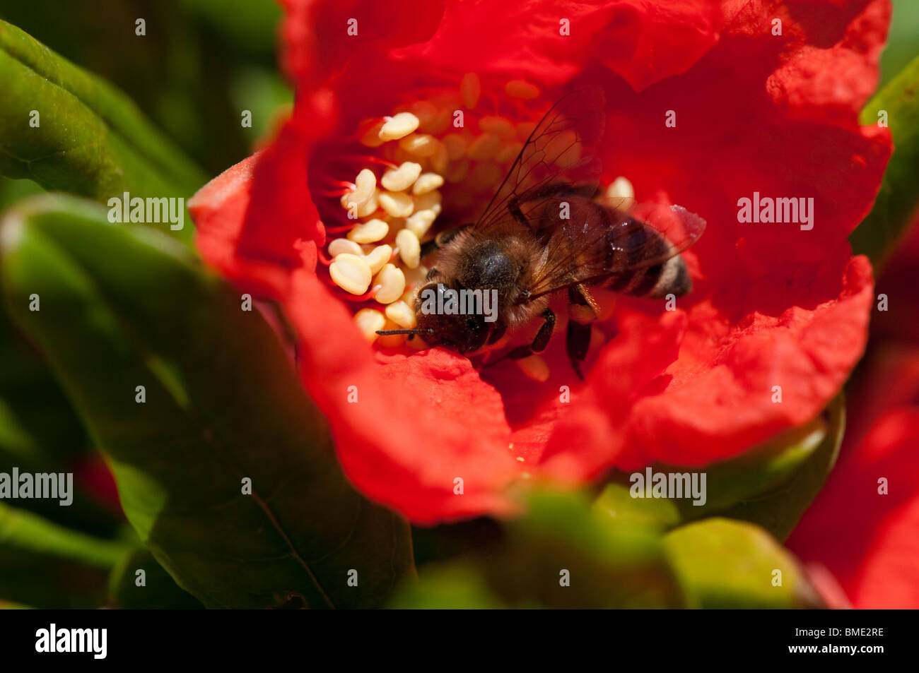 Honey bee in pomegranate flower Stock Photo Alamy