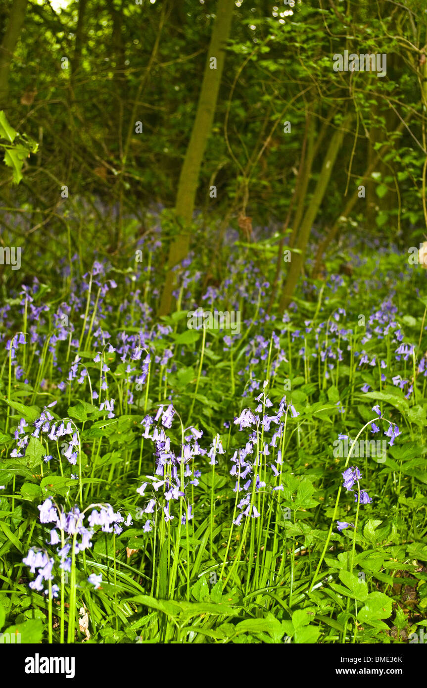 Bluebell wood Stock Photo