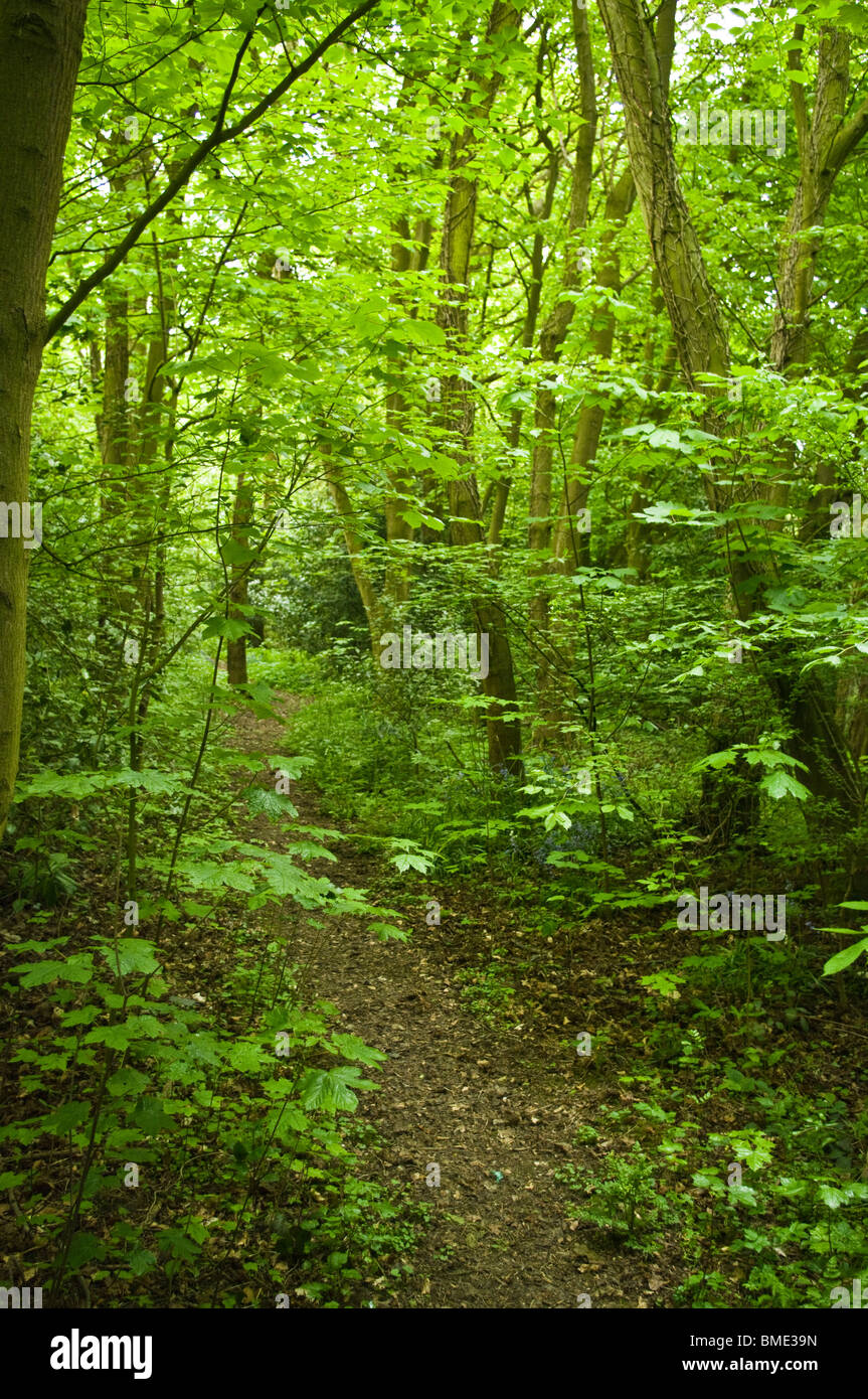 spring woodland trees paths peace quiet solitude Stock Photo