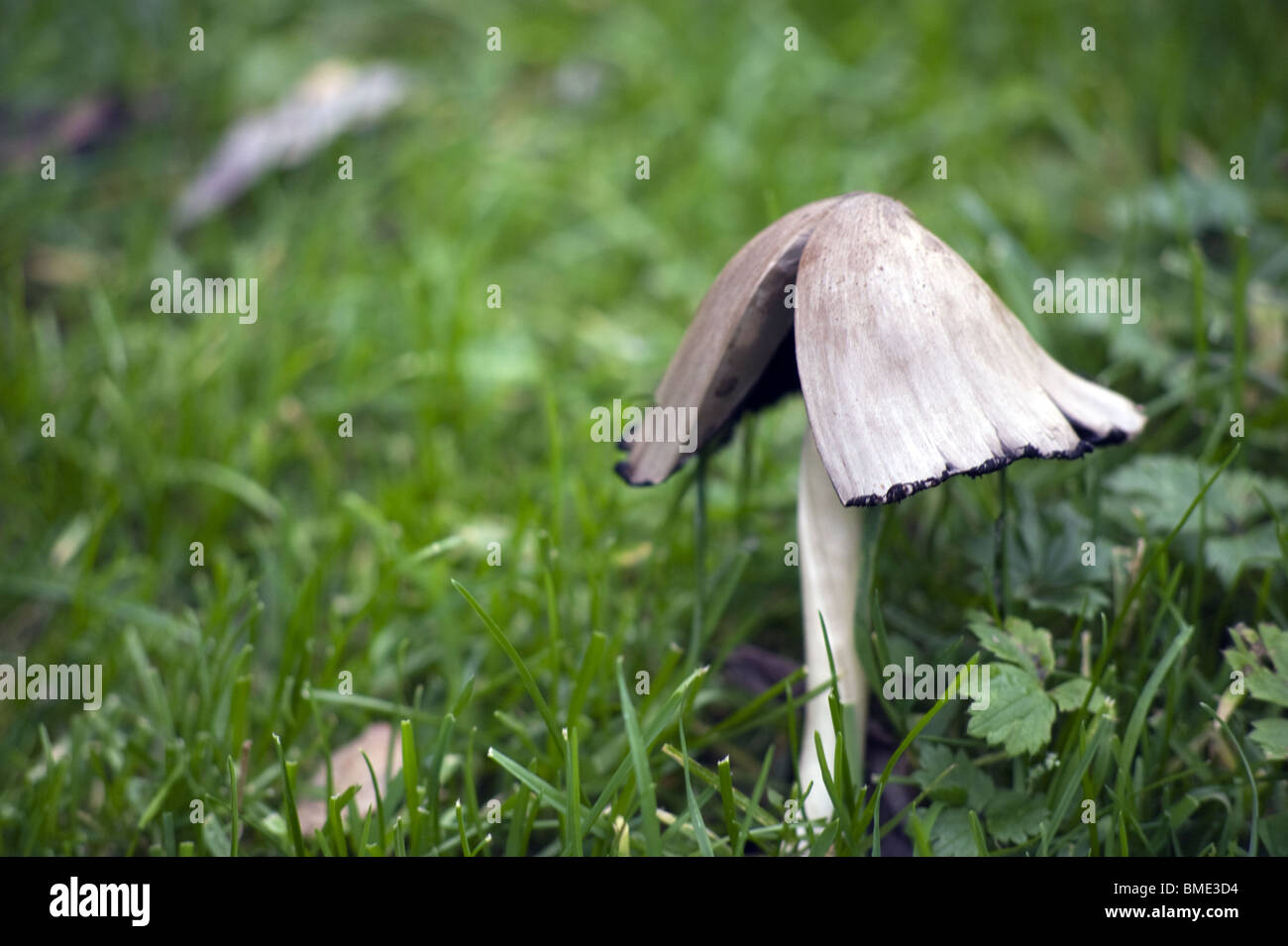 mushroom, campignon, campagne, countryside Stock Photo