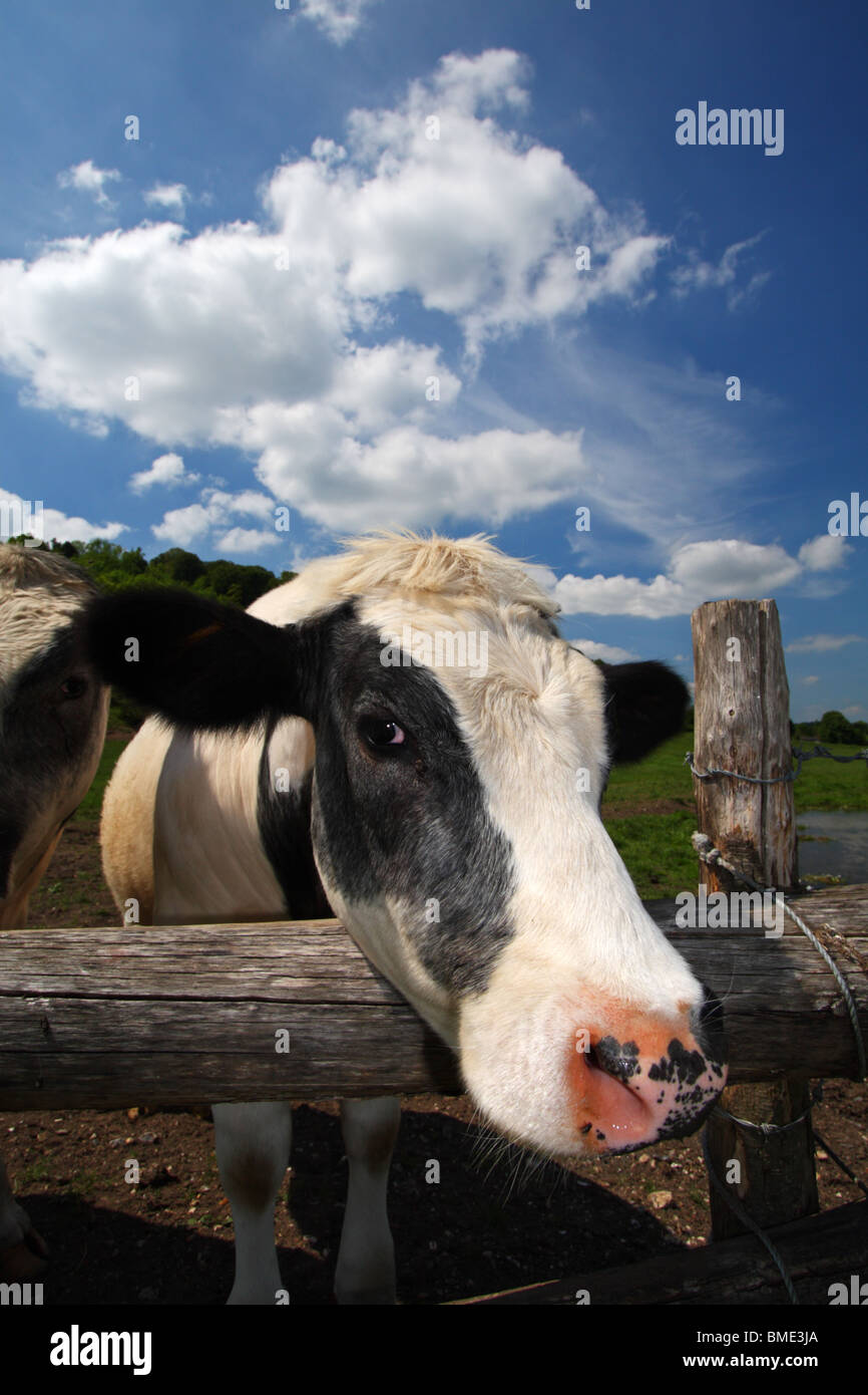 An inquisitive Holstein Friesian dairy cow looking over the fence surrounding it's field in Mill End, Buckinghamshire, UK. Stock Photo