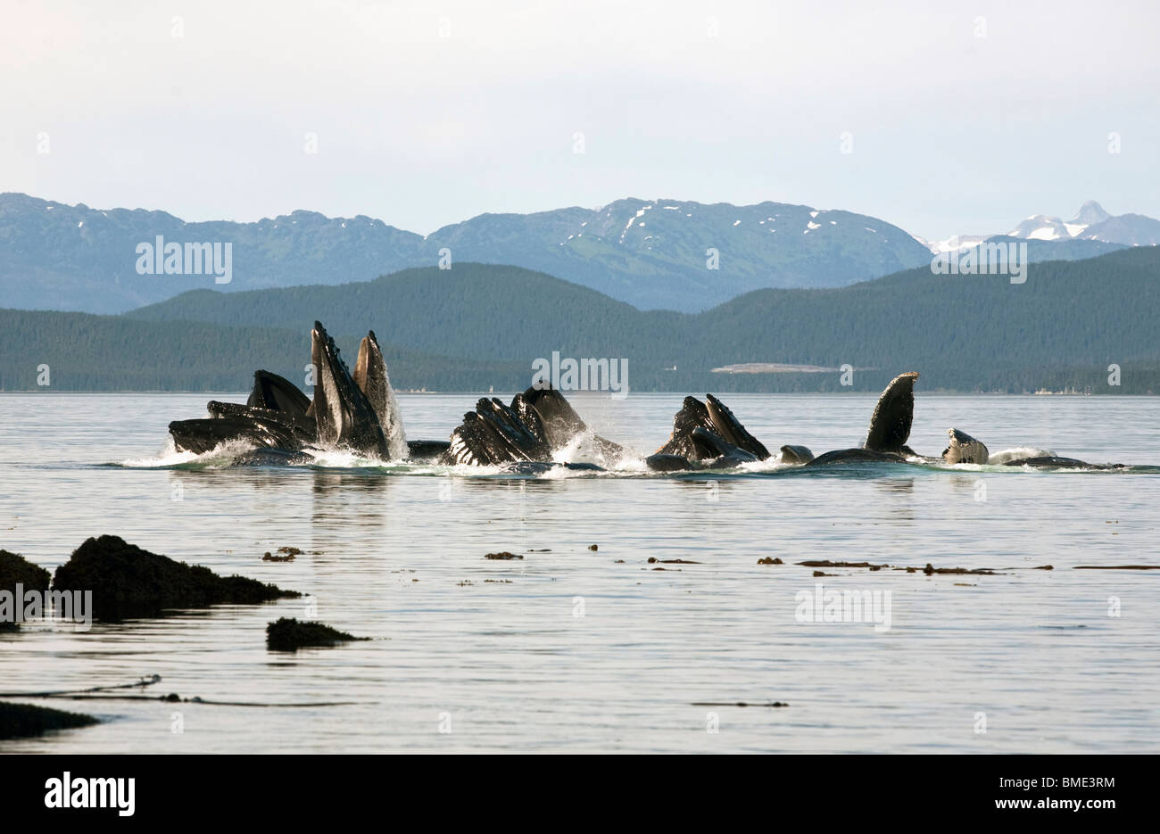 A pod of humpback whales bubble netting herring off the coast of Admiralty Island, Alaska Stock Photo