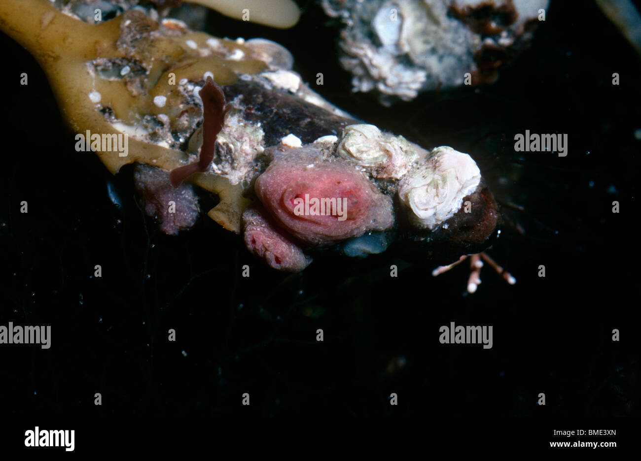 Gooseberry sea-squirt (Dendrodoa grossularia: Styelidae) on a kelp holdfast, UK Stock Photo