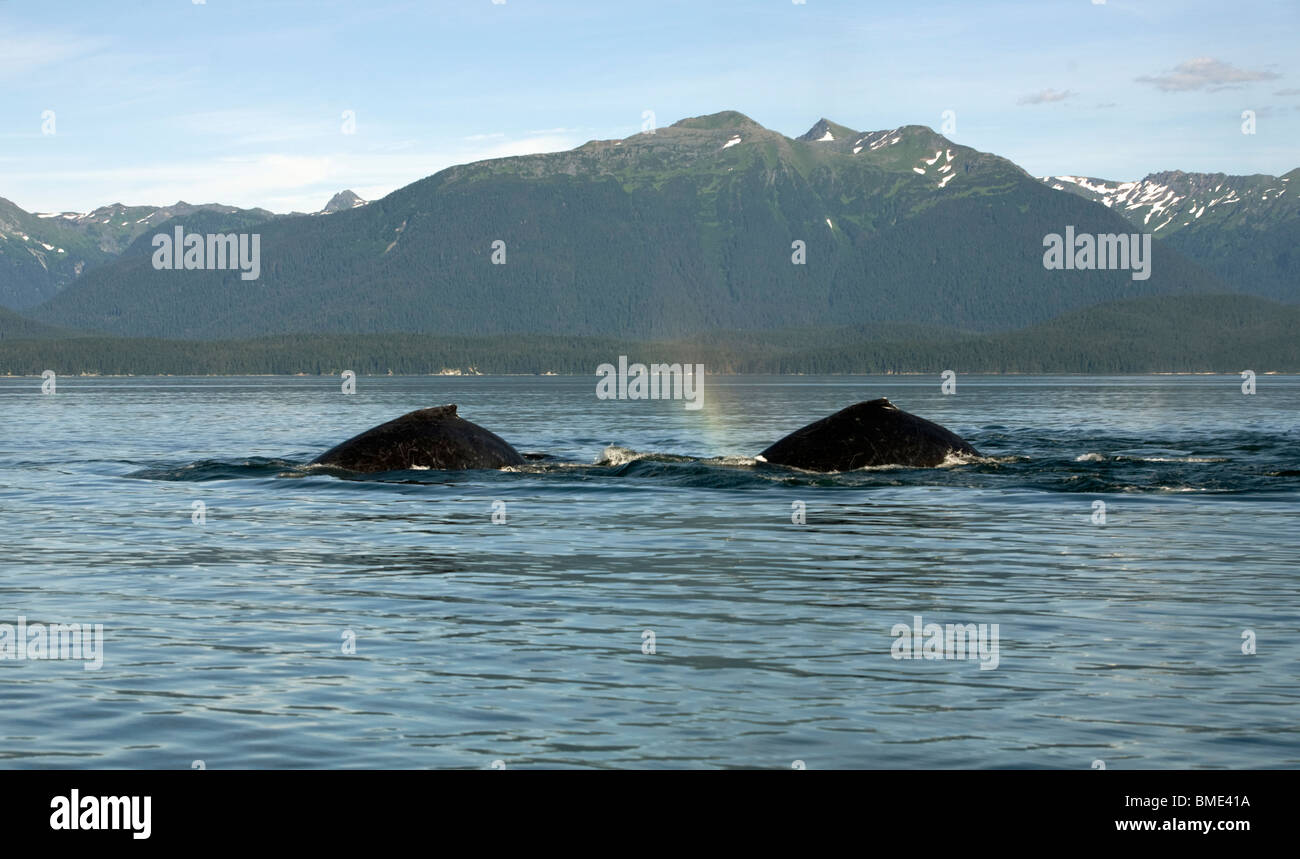 Humpback whales passing through Stephens Passage, off the coast of Admiralty Island, Alaska Stock Photo