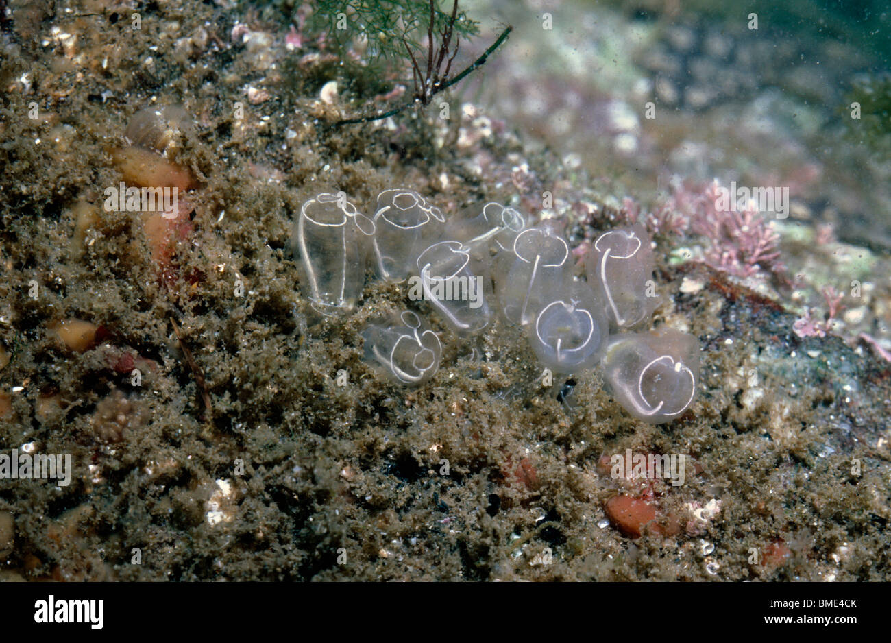 Light-bulb sea squirt (Clavelina lepadiformis) beneath a rock on the ...