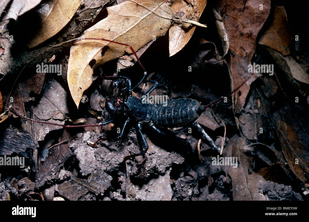 Tailed whipscorpion or vinegaroon (Mastigoproctus giganteus Uropygi