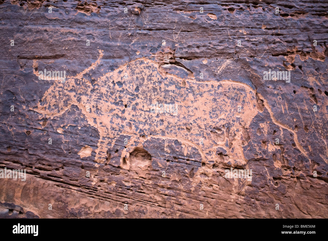 petroglyph-of-a-bull-at-rainbow-bridge-national-monument-utah-stock