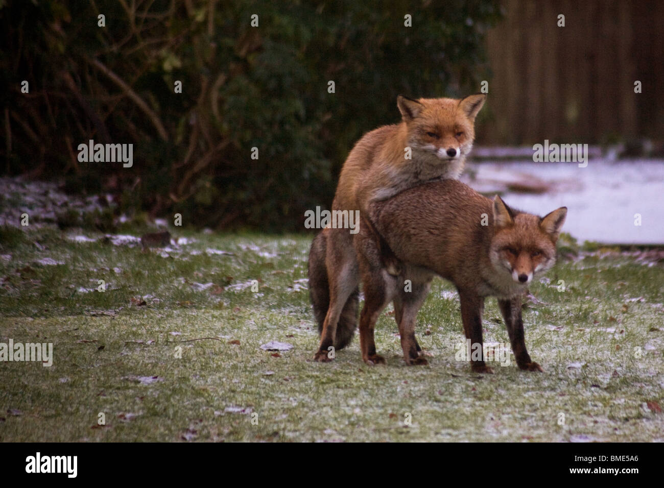 MATING FOXES KENT GARDEN UNITED KINGDOM WILDLIFE WILD ANIMALS FOX