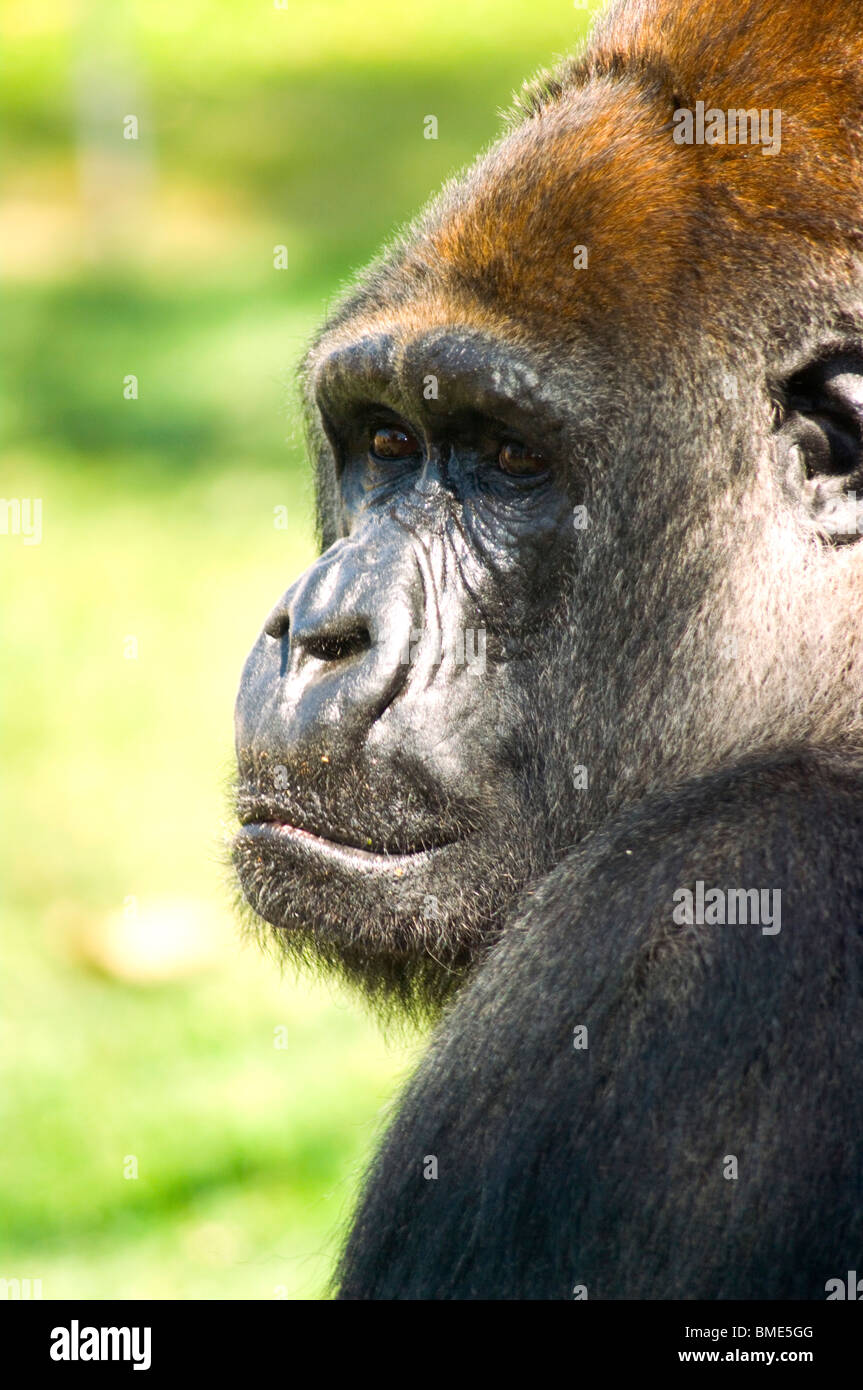 Primo piano di gorilla scimmia antropomorfa, primate , Hominidae, vegetariano, originaria dell'Africa equatoriale Stock Photo