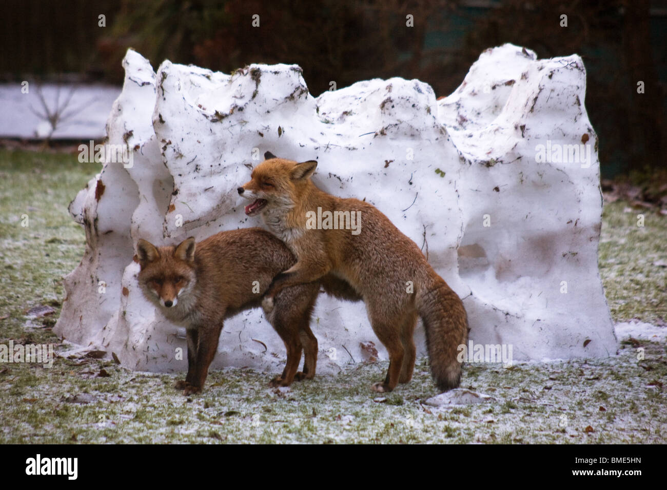 MATING FOXES KENT GARDEN UNITED KINGDOM WILDLIFE WILD ANIMALS FOX